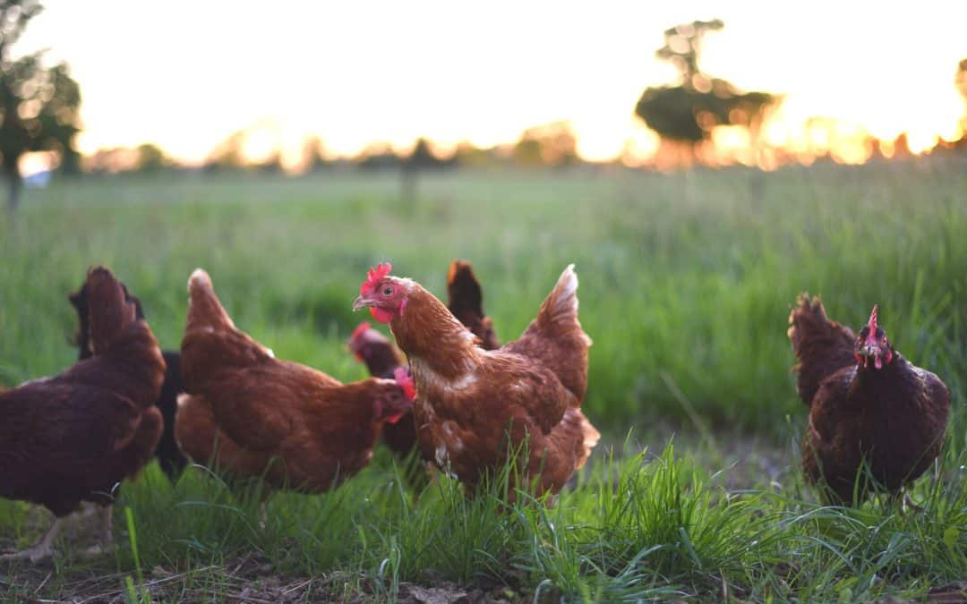 Why New Zealand Chicken is the Best for Your Cat