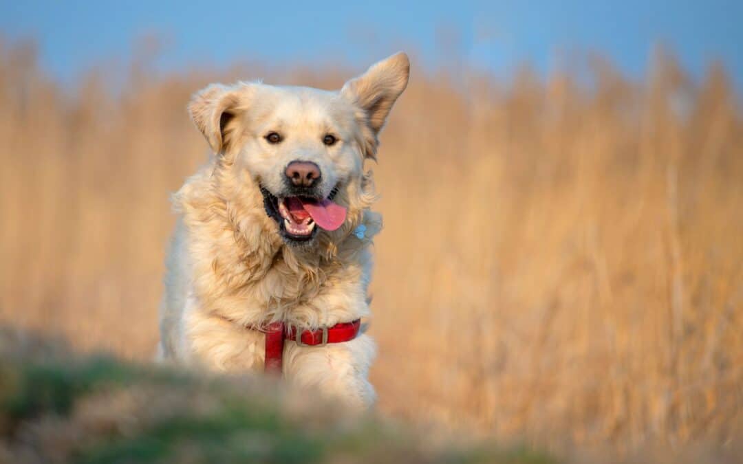 Is Your Dog Happy? 5 Clues Besides The Zoomies