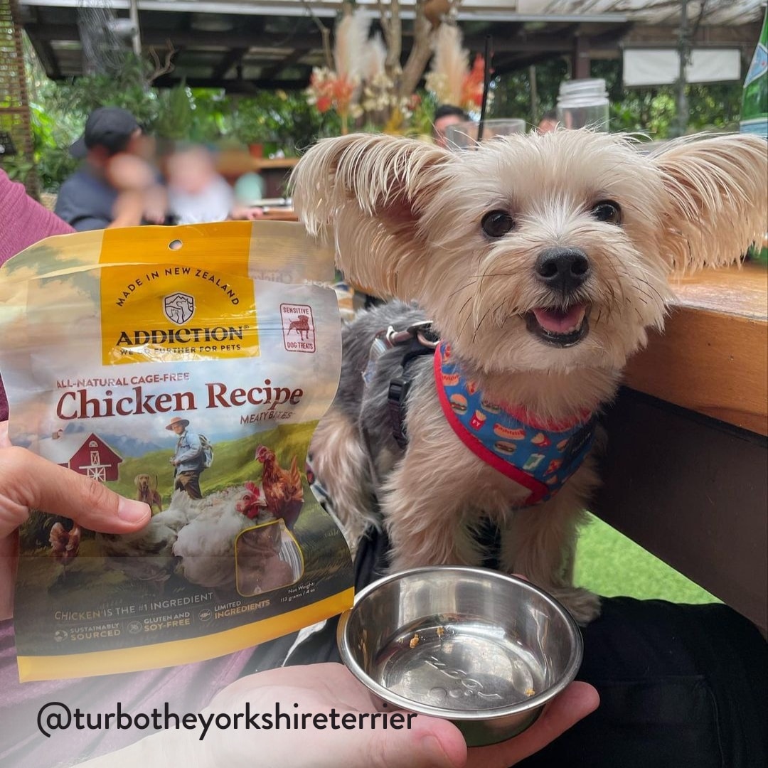 mb chicken turbo the yorkshire terrier