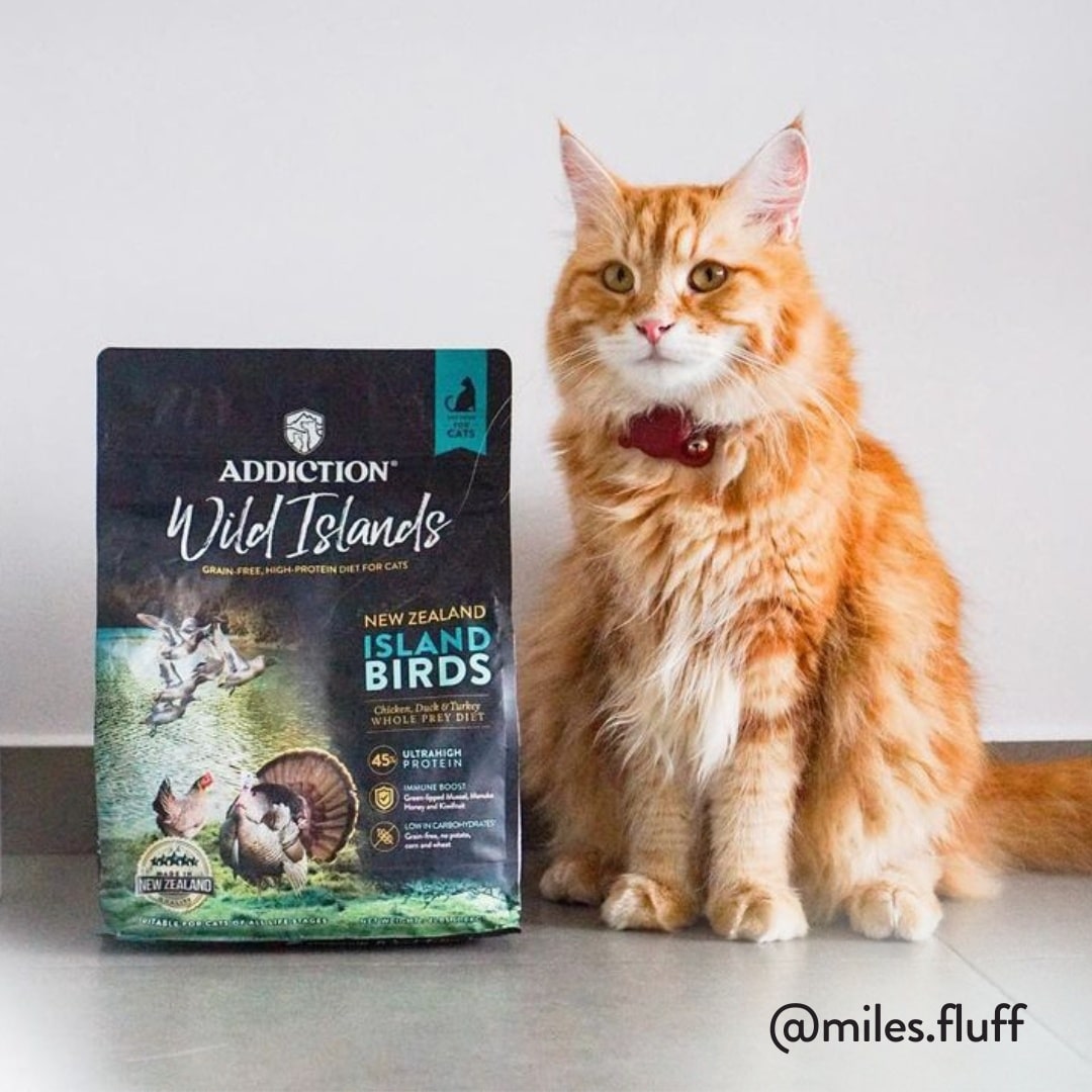 Wild Islands Island Birds for Cats Addiction Pet