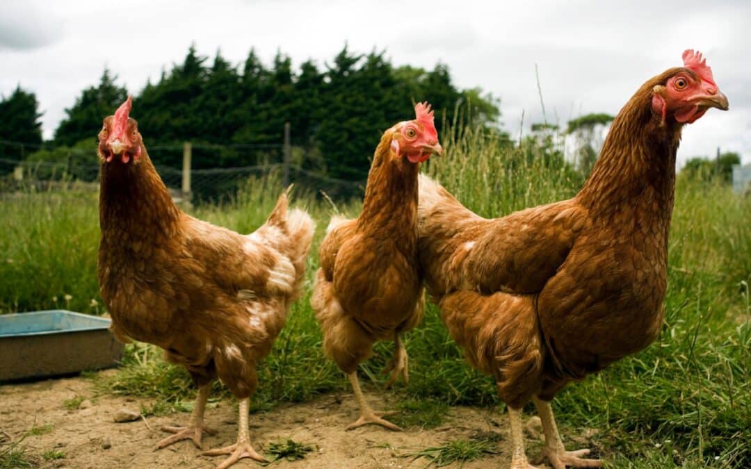 Why Your Cat’s New Zealand Chicken Beats Your Food