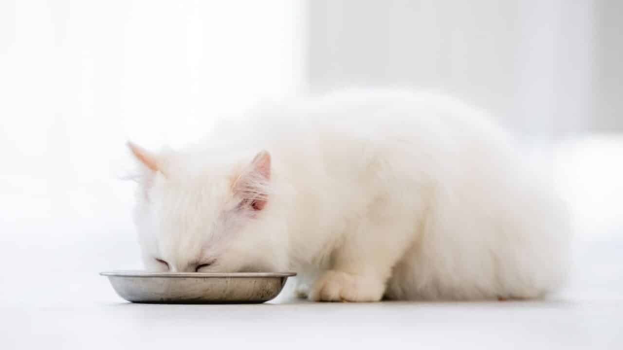 Aloe Vera The Ancient Miracle Plant and Its Benefits to Cats