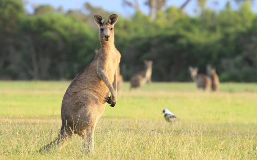 Kangaroo Meat — All Dogs’ New Favourite Protein