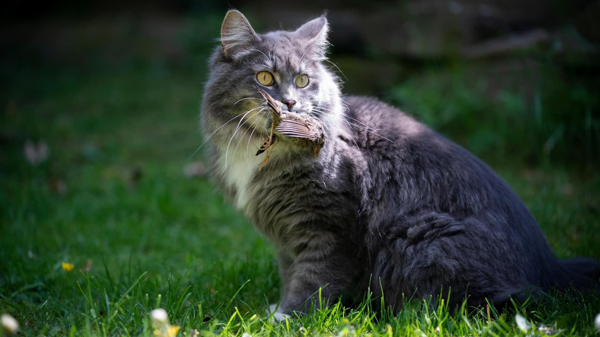 photograph of gray cat with prey bird in mouth meat first diet