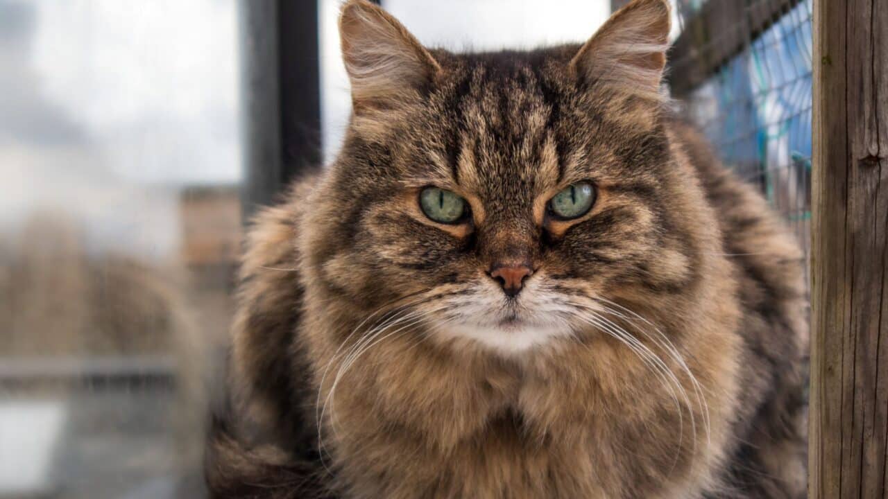 Can Your Cat Flex? How Protein Makes Cats Stronger Addiction Pet