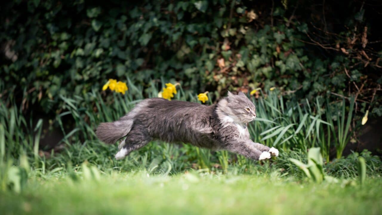 Can Your Cat Flex? How Protein Makes Cats Stronger Addiction Pet