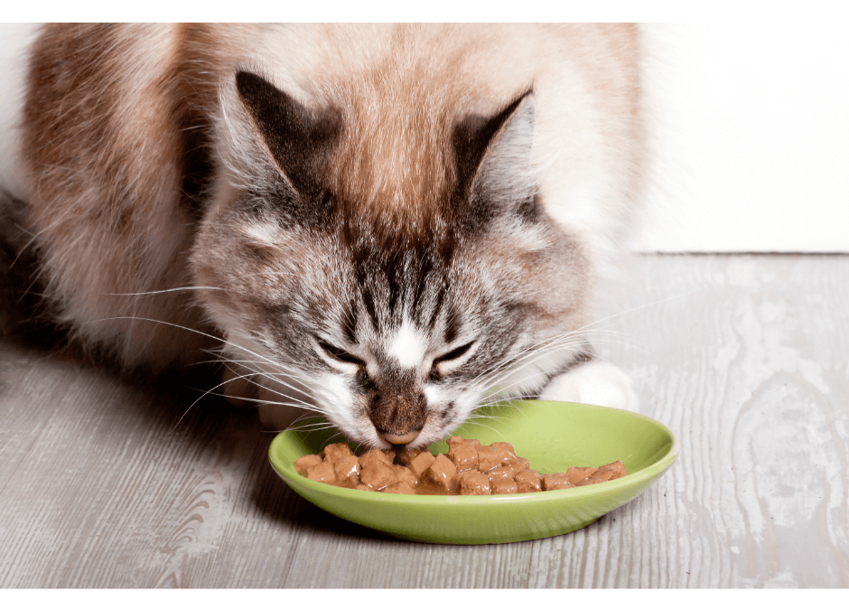 Cats, Kidney, and Urinary Diseases: The low-down on organs down-below