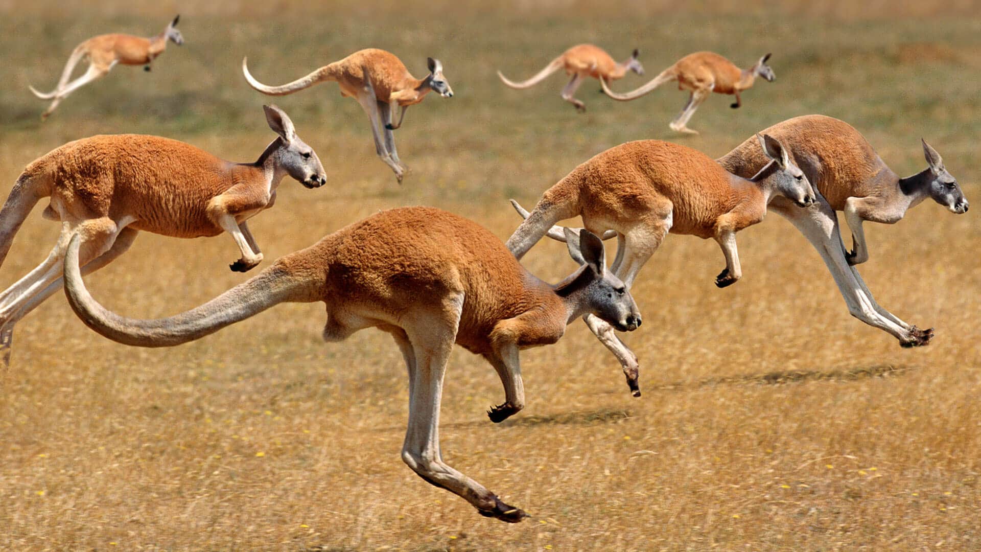 kangaroo main image