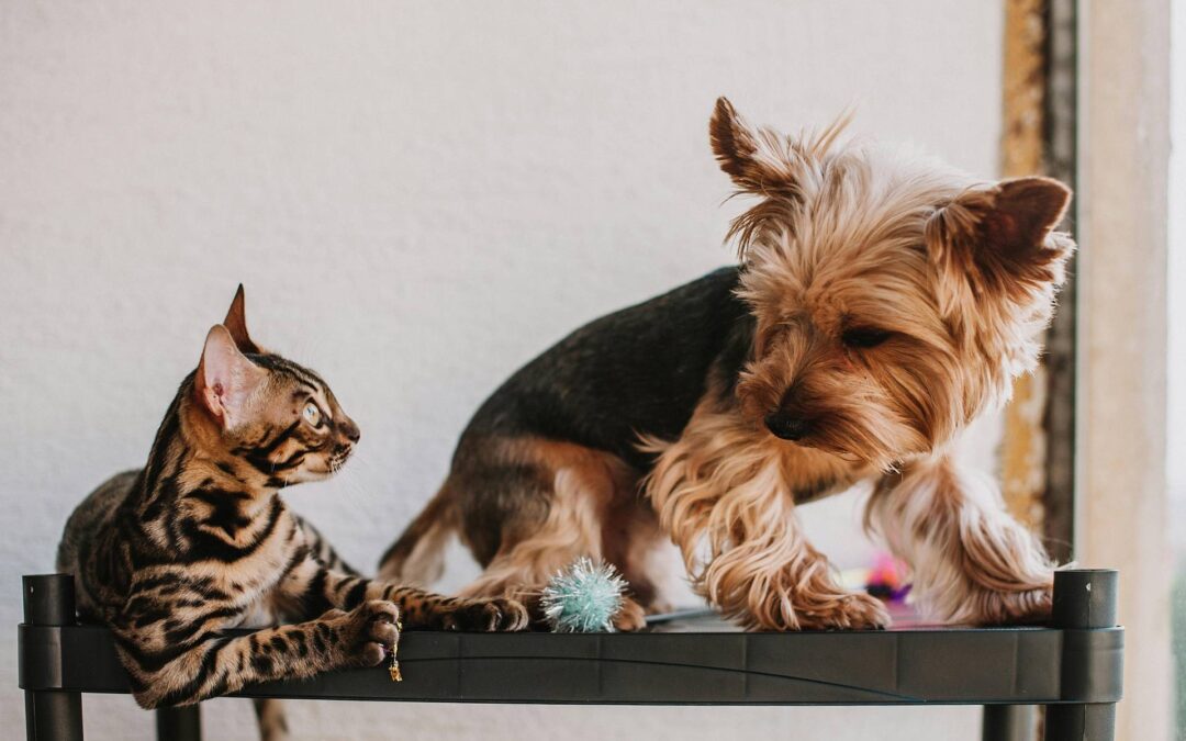 Understanding Pet Food Sensitivities: How to Support Your Pet’s Skin and Tummy Health