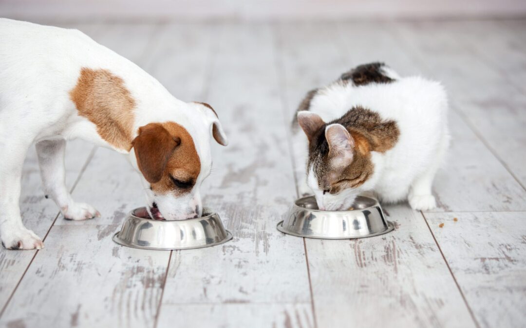 Gut Health in Dogs and Cats: Why It Matters More Than You Think
