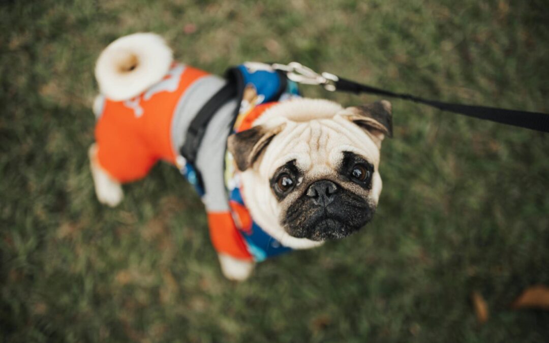 Nourishing Your Pet’s Skin: A Simple Guide to Supporting Healthy Coats and Skin