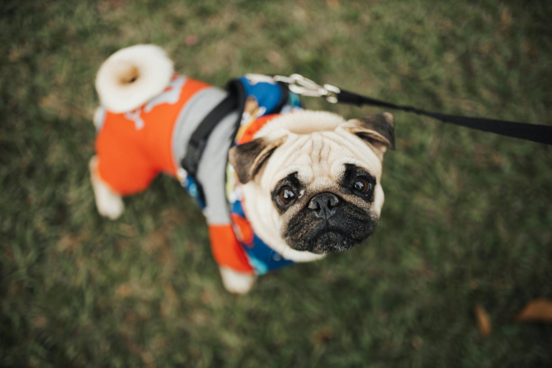pug wearing orange attire